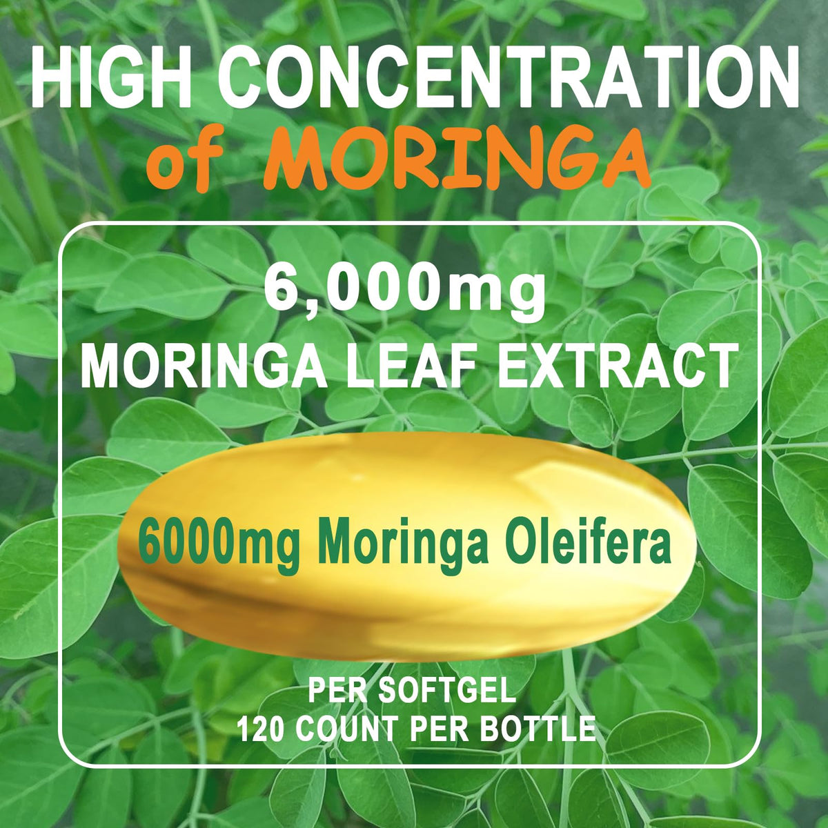 Organic Moringa Oleifera Softgels R283389