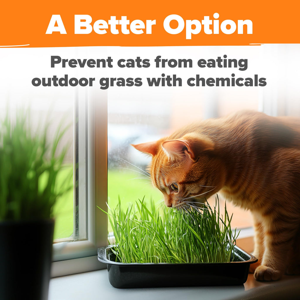 Indoor Cat Grass Refill 3,200+ Seeds G6360