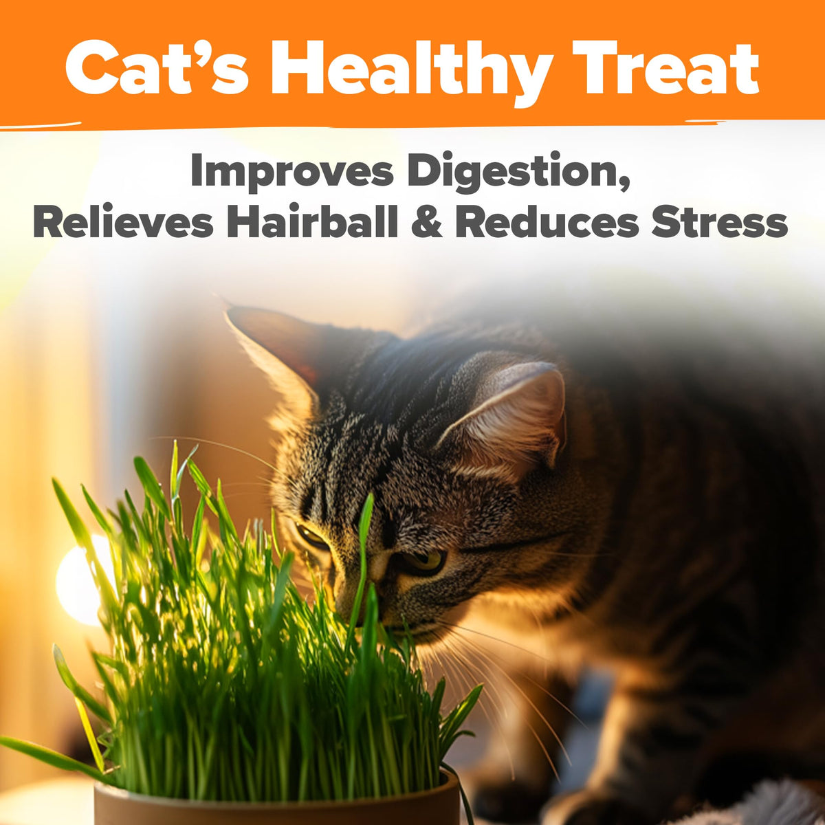 Indoor Cat Grass Refill 3,200+ Seeds G6360