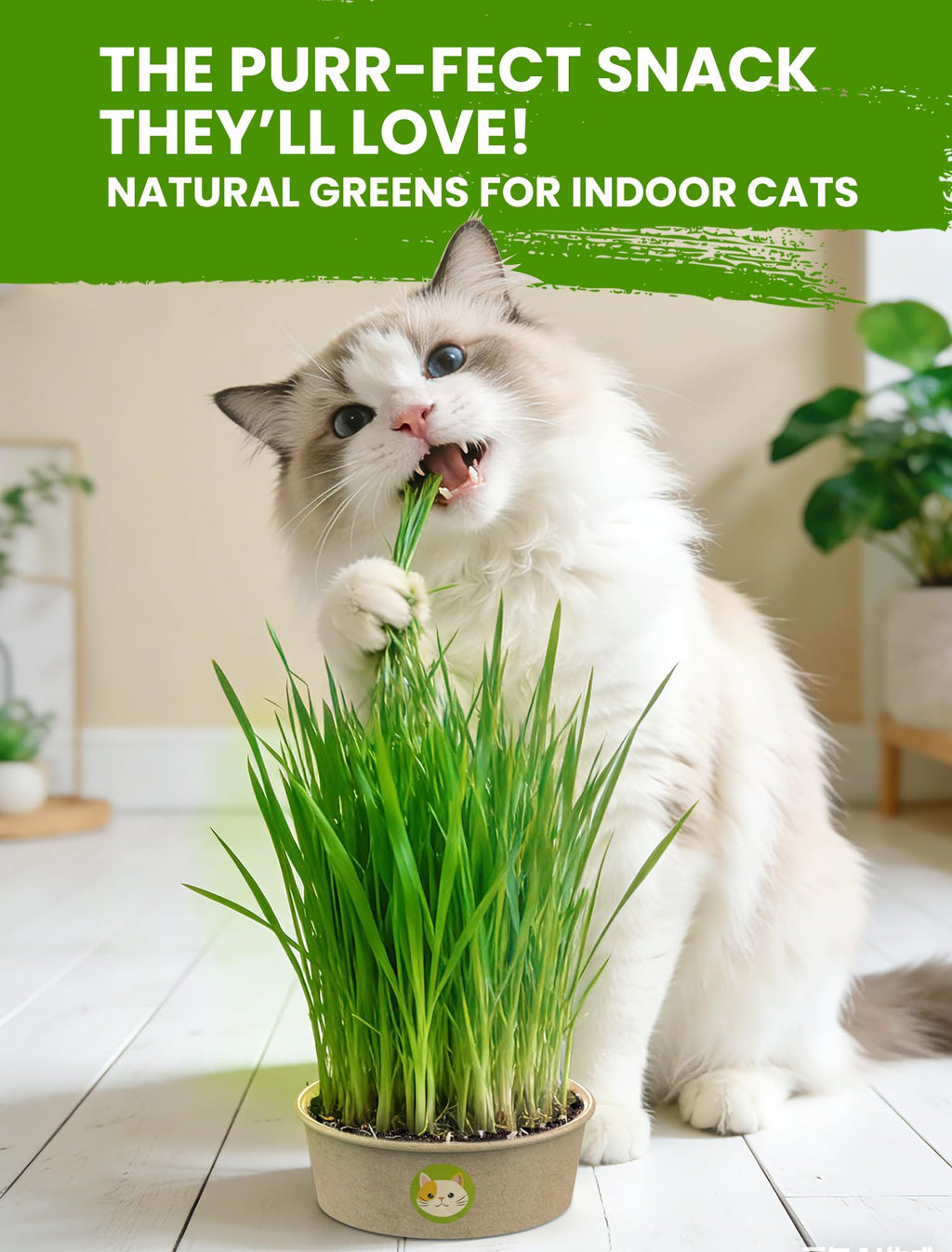 3 Pack Cat Grass Kit with Biodegradable Pots, Soil & Seeds W238131