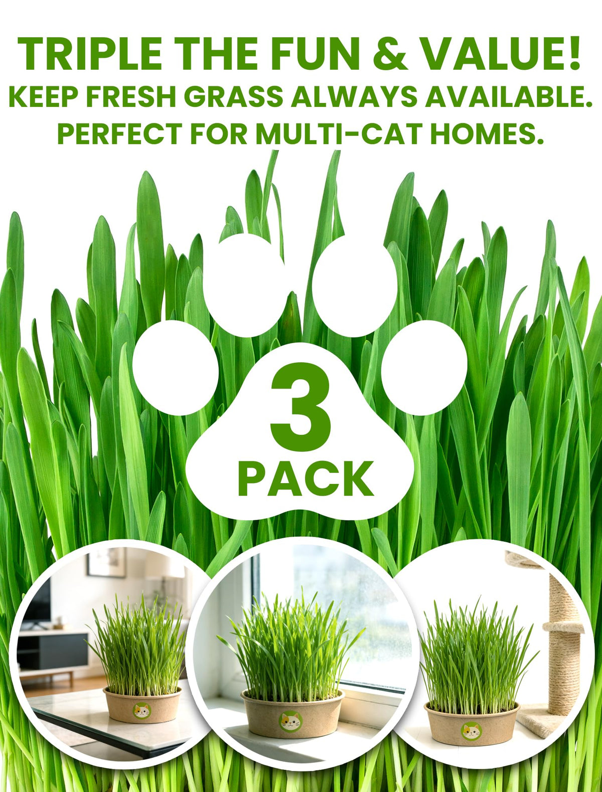 3 Pack Cat Grass Kit with Biodegradable Pots, Soil & Seeds W238131