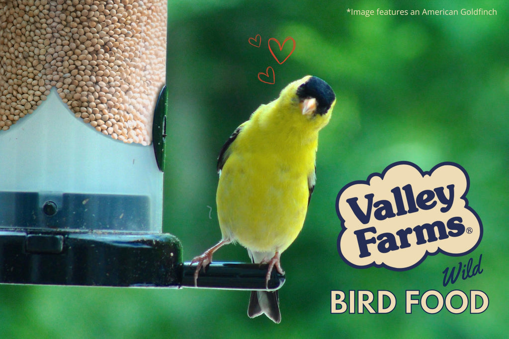 White Millet Wild Bird Seed 20 LB M7901