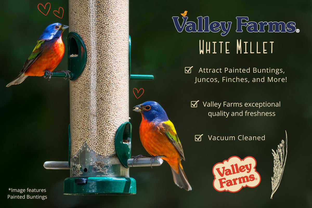 White Millet Wild Bird Seed 20 LB M7901