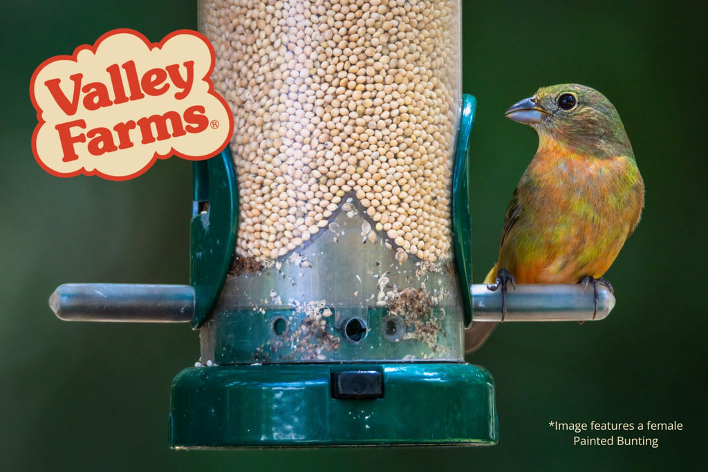 White Millet Wild Bird Seed 20 LB M7901