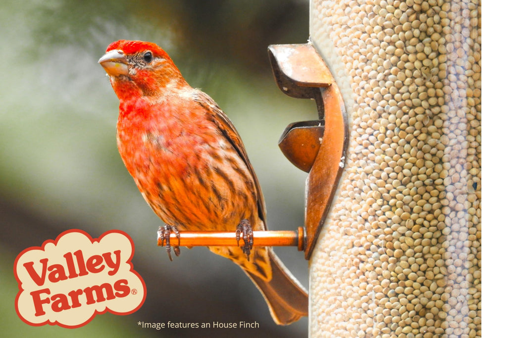White Millet Wild Bird Seed 20 LB M7901