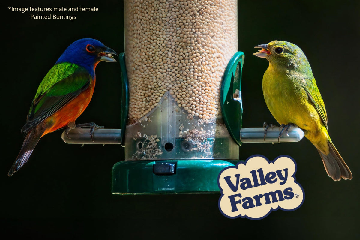 White Millet Wild Bird Seed 20 LB M7901