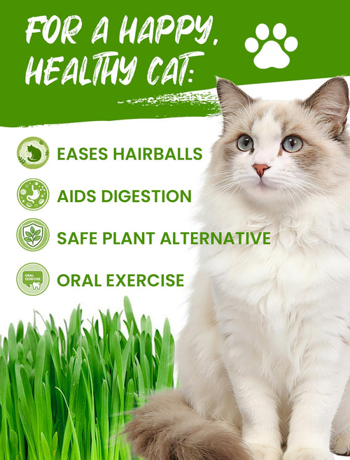 3 Pack Cat Grass Kit with Biodegradable Pots, Soil & Seeds W238131