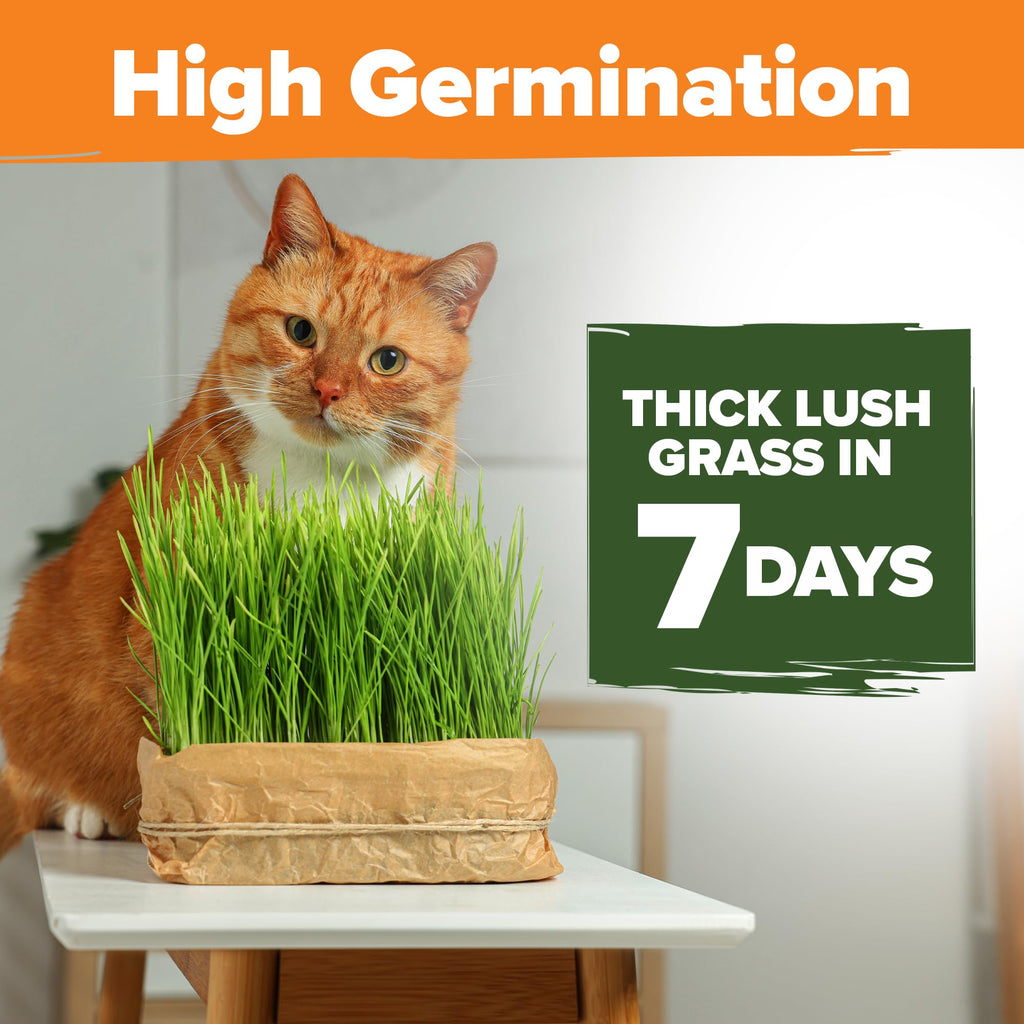 Indoor Cat Grass Refill 3,200+ Seeds G6360